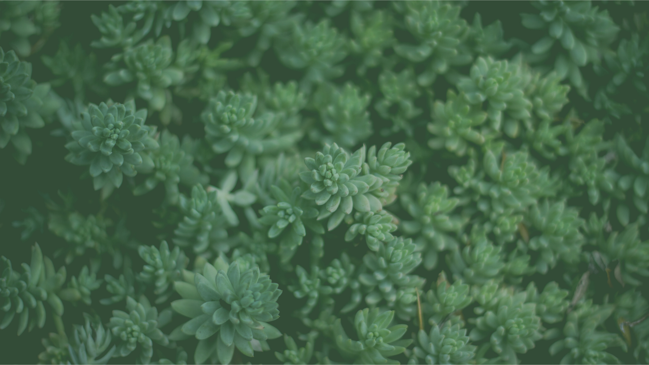 プロフィール背景画像